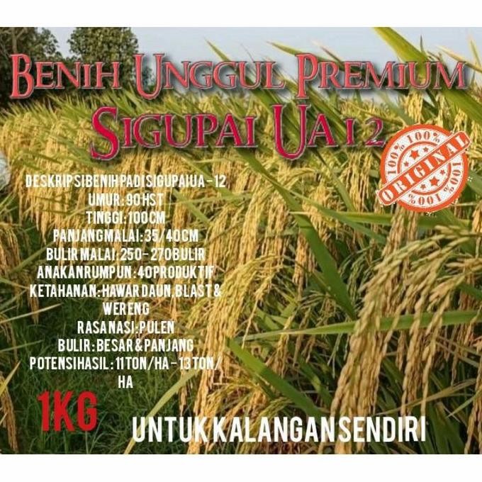 

Terlaris Benih Padi Sigupai Ua12 Premium 1 Kg