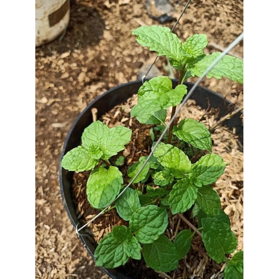 

Terlaris Paket 5 Tanaman Daun Mint /Herbal Alami