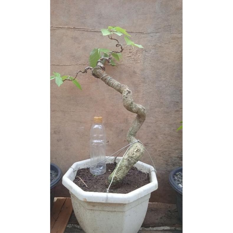 Tanaman Hias Bahan Bonsai Walikukun Bujin Meliuk - Savanan Bonsai