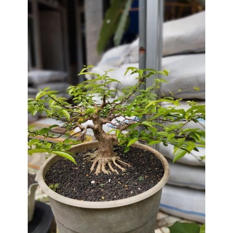Tanaman Hias Bonsai Anting Putri Bonsai Program Akar - Savanan Bonsai