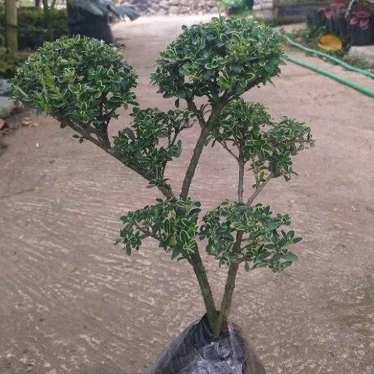 Tanaman Hias Tanaman Hias Bonsai Pututan Merten/Bonsai Mirten Varigata Tinggi 20-25Cm - Savanan Bons