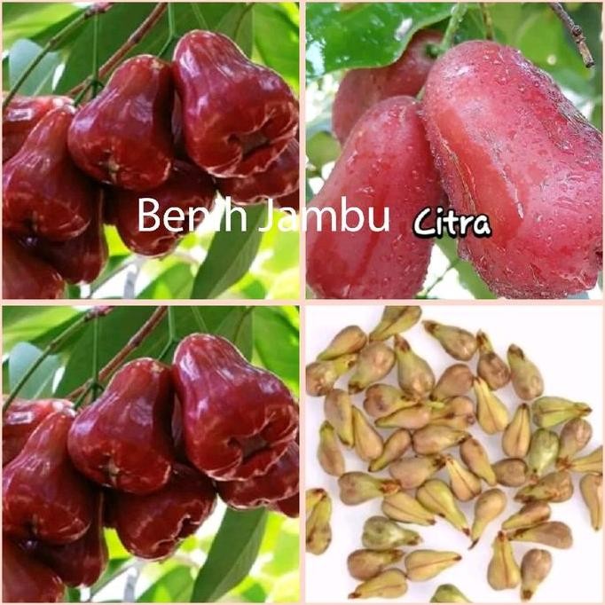 

Terlaris Benih Bibit Jambu Citra Merah Jumbo Cepat Berbuah