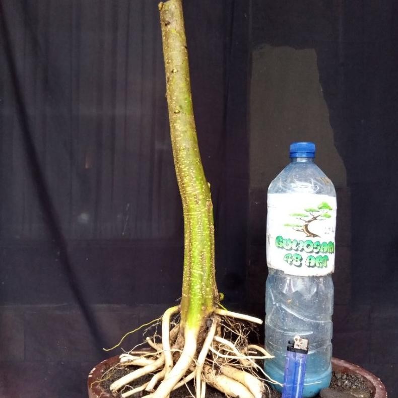 Tanaman Hias Bahan Bonsai Anting Putri Formal Bunjin Style Medium Size Program Akar Real Pict - Sava