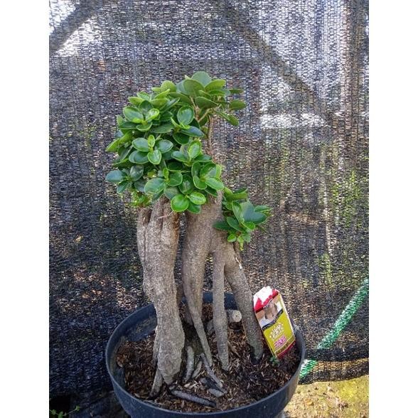 Tanaman Hias Bonsai Beringin Dollar Mangkok Micro Gaya Akar Niagari - Savanan Bonsai