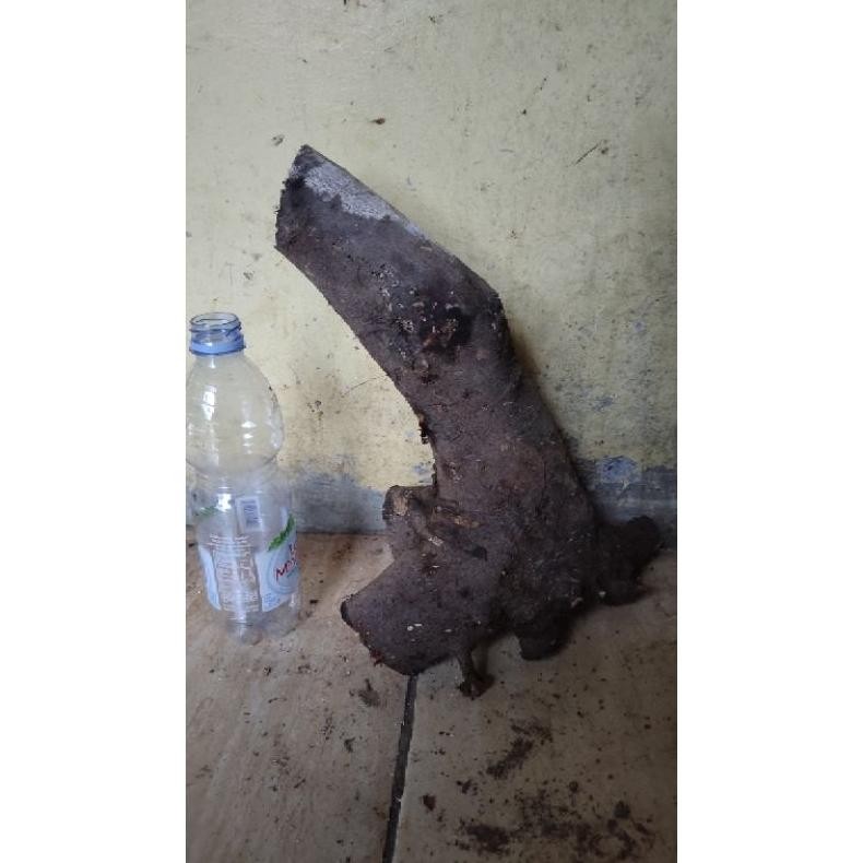 Tanaman Hias Bahan Bonsai  Dongkelan Amplas Hitam Realpic Sesuai Gambar 3Kg - Savanan Bonsai