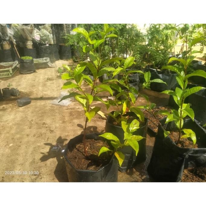 

Terlaris Bibit Daun Salam Berkualitas Ewbmko 1252Jm