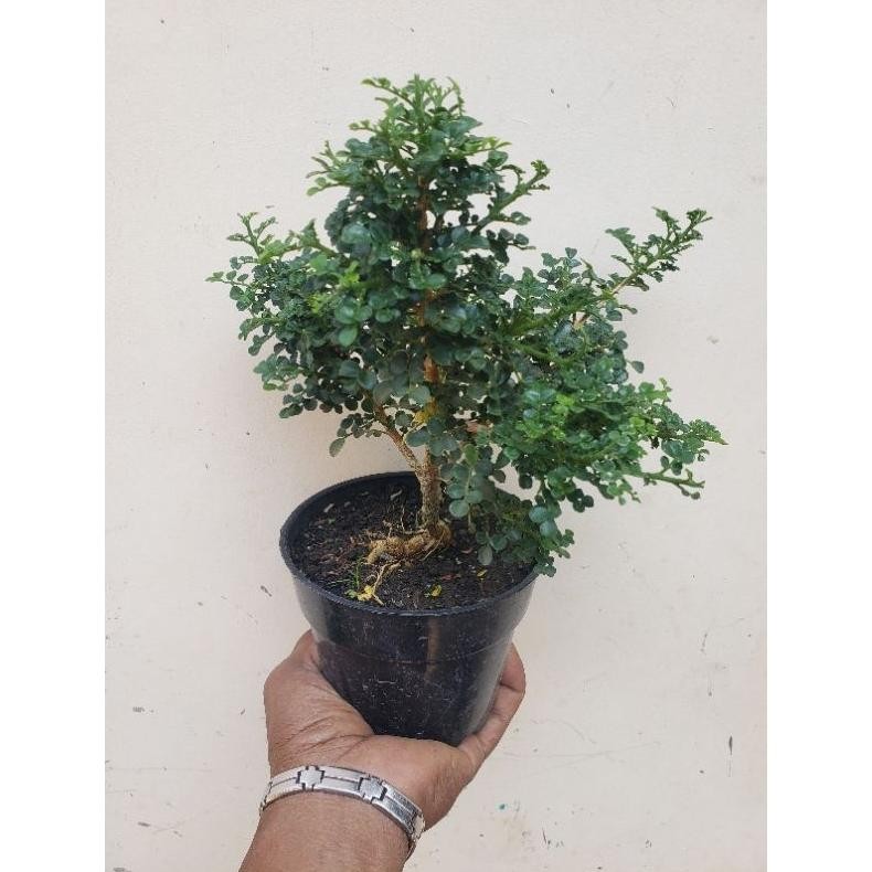 Tanaman Hias Pohon Bunga Kemuning Super Micro Bahan Bosai - Savanan Bonsai