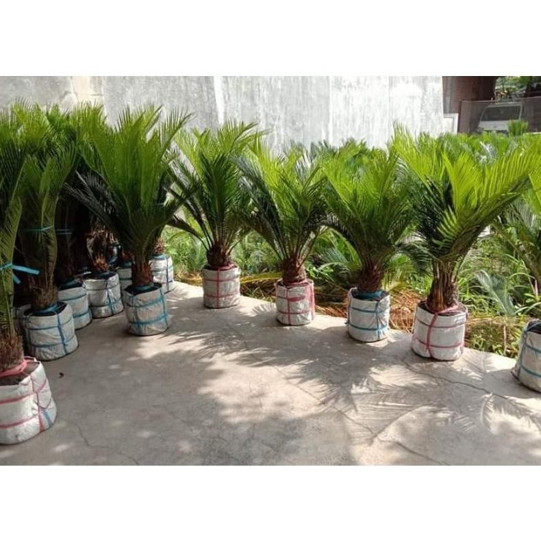 Tanaman Hias Palem Sikas Size Jumbo  - Mawar Jambe - Savanan Bonsai