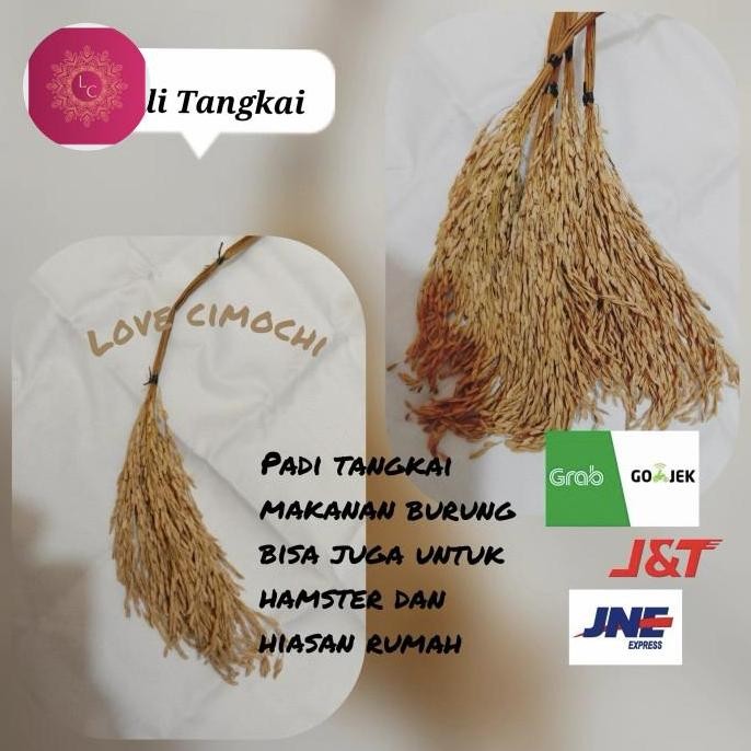 

Terlaris Padi Tangkai Untuk Makanan Burung/Hiasan Rumah