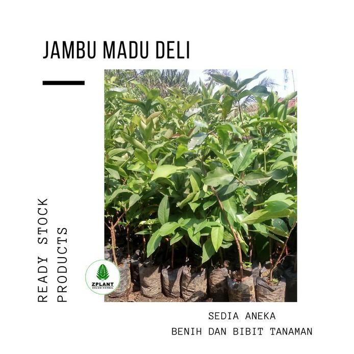 

Terlaris Bibit Pohon Jambu Madu Deli Tanaman Buah Jambu Air Citra Cepat Berbuah