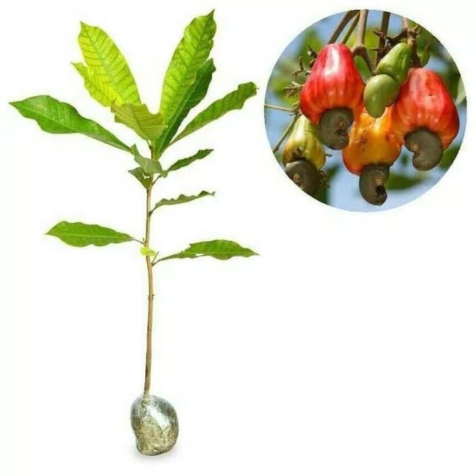 

Terlaris Bibit Jambu Monyet / Jambu Mete Super Unggul