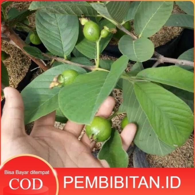 

Terlaris Bibit Jambu Kristal Merah Berbuah Dan Berbunga Hasil Cangkok