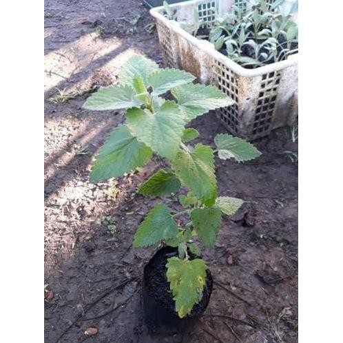 

Terlaris Bibit Tanaman Herbal Pohon Catnip