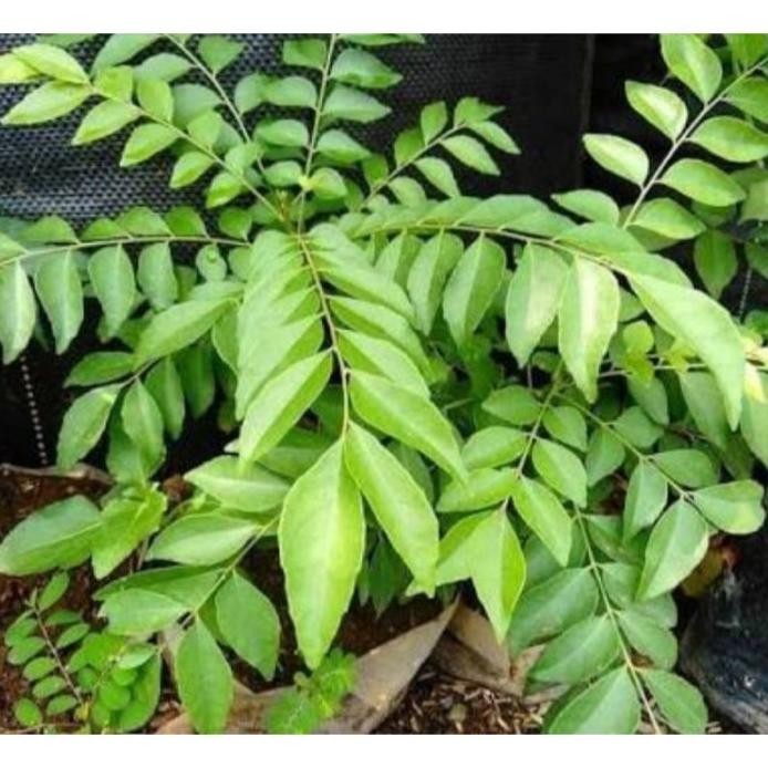 

Terlaris Bibit Tanaman Pohon Salam Koja Bibit Daun Salam Koja Bib Rvnyyn 4070Ic