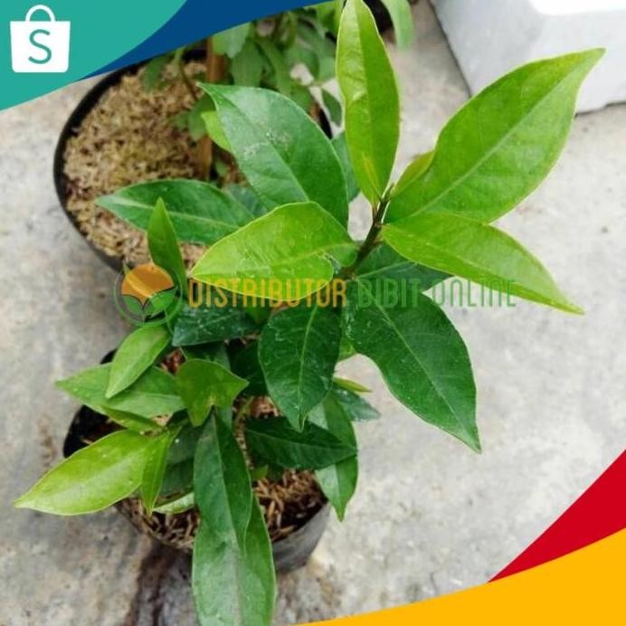 

Terlaris Bibit Tanaman Daun Salam / Bibit Tanaman Rempah Daun Salam