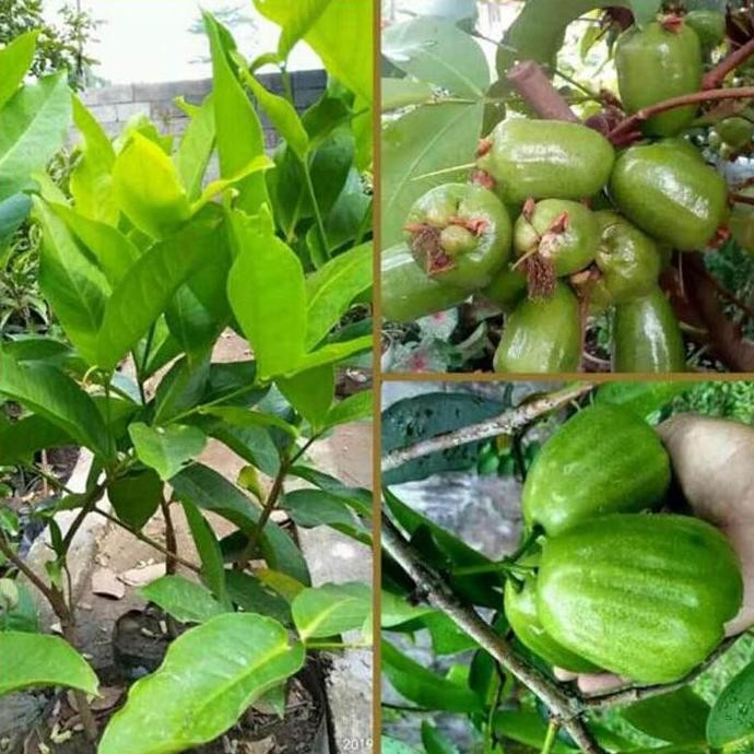 

Terlaris Bibit Tanaman Buah Jambu Air Kiojok Unggul Super Manis