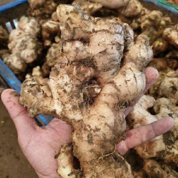 

Terlaris Paket 2 Kg Bibit Jahe Gajah Putih Segar / White Ginger