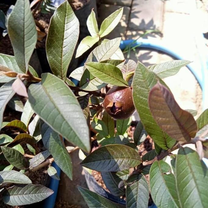 

Terlaris Bibit Tanaman Buah Jambu Merah Australia Mini Berbuah