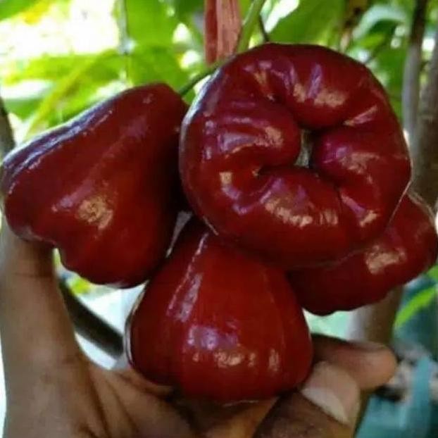 

Terlaris Bibit Jambu Air Citra Cepat Berbuah