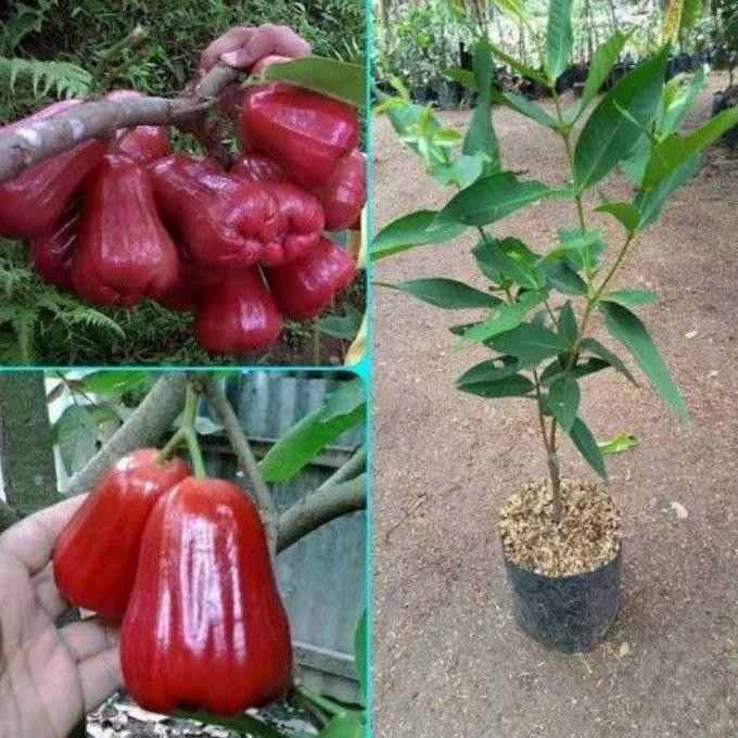 

Terlaris Jambu Citra Merah, Bibit Hasil Okulasi Cepat Berbuah (Beli 5 Gratis 1)