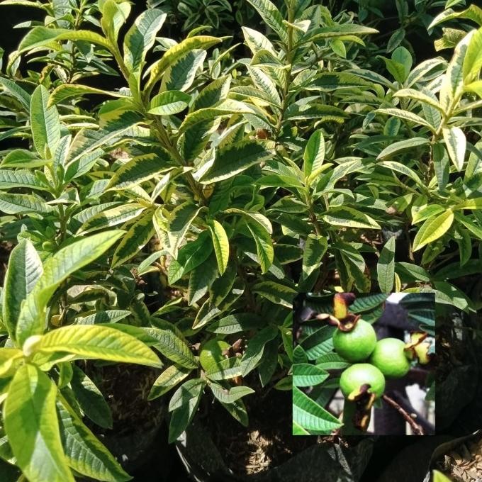 

Terlaris Bibit Jambu Biji Mini Farigata Hsl Cangkok Sangat Bagus Buat Bonsai.