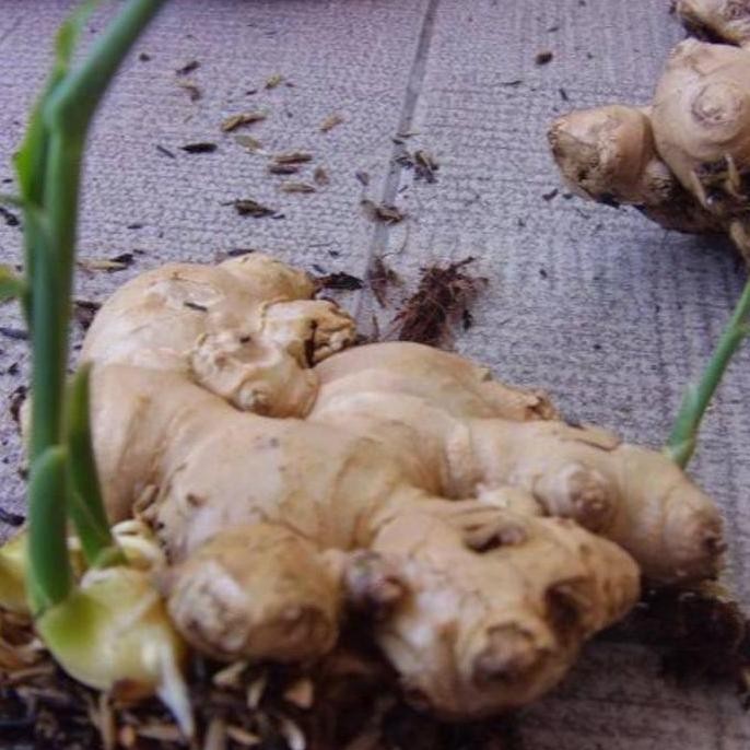 

Terlaris Bibit Jahe Gajah Jumbo Perpohon