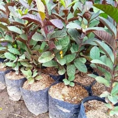 

Terlaris Bibit Tanaman Buah Jambu Biji Ungu Australia Okulasi Atau Cangkok
