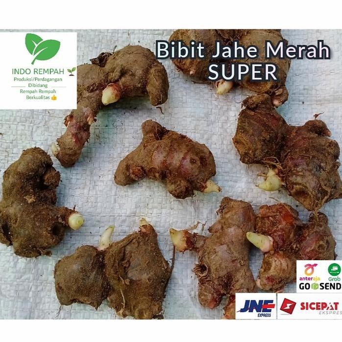 

Terlaris Baru! Bibit Jahe Merah Super Unggulan 1 Kg