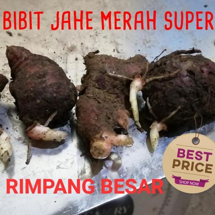 

Terlaris Bibit Jahe Merah Super 1 Kg, Tinggal Semai Atau Tanam