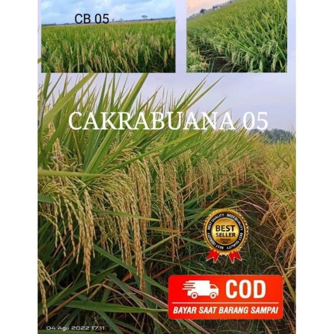 

Terlaris Benih Padi Cakrabuana 05 Kemasan 5 Kg