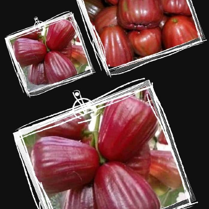 

Terlaris Benih Bibit Bibit Jambu Air Dalhari ( Bibit Super Unggul )