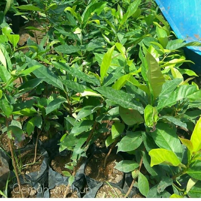 

Terlaris Terlaris Bibit Tanaman Buah Salam-Bibit Pohon Daun Salam Super Murah