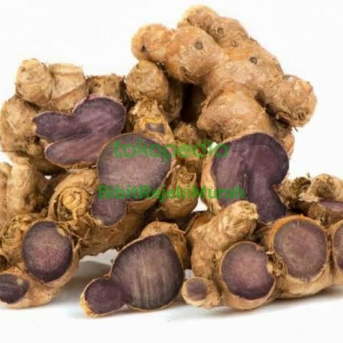 

Terlaris Grosir Bibit Tanaman Jahe Hitam Tinggi 50Cm