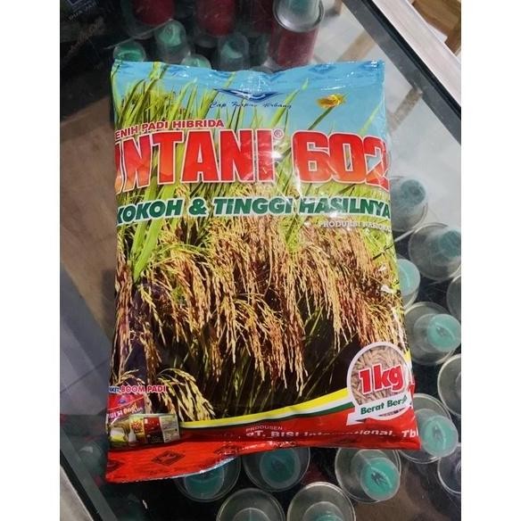 

Terlaris Benih Padi Hibrida Intani 602 Cap Kapal Terbang