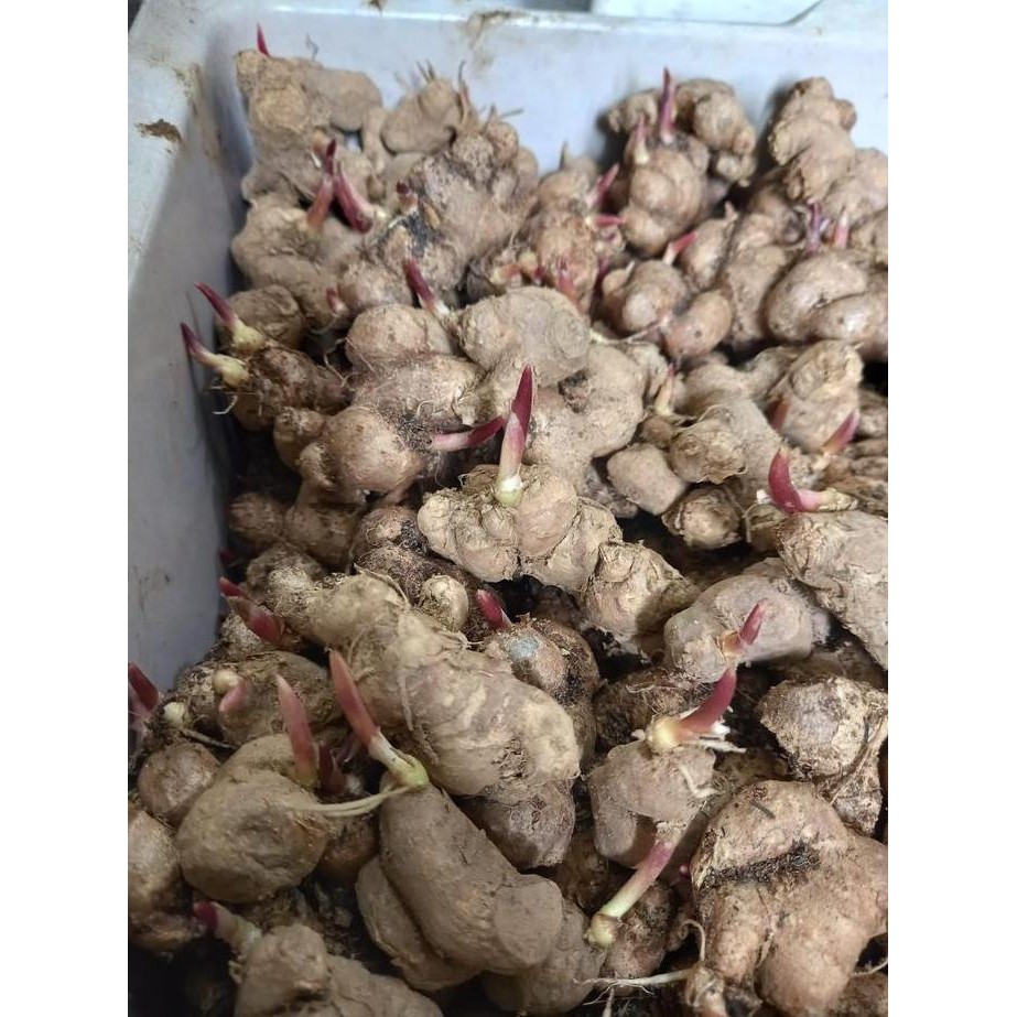 

Terlaris Bibit Jahe Hitam Bertunas Merah 250Gram