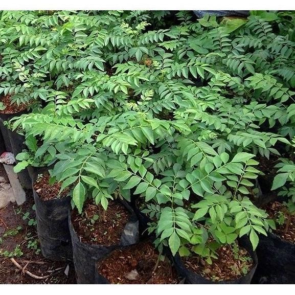 

Terlaris (Goodseller) Bibit Tanaman Pohon Salam Koja Daun Kari Bibit Kari Bibit Salam