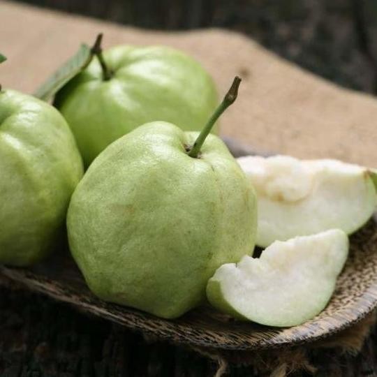 

Terlaris Bibit Tanaman Buah Jambu Kristal, Jambu Klutuk, Jambu Biji Murah