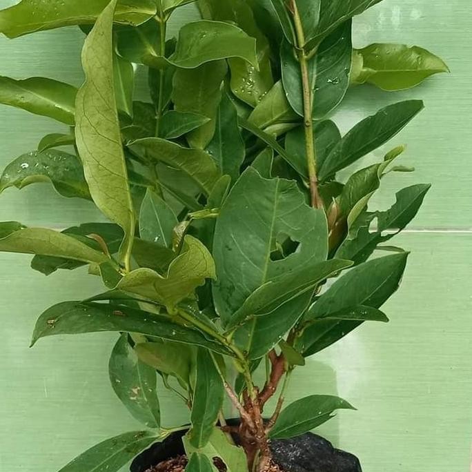 

Terlaris Bibit Tanaman Jambu Air Cangkok Cepat Berbunga Dan Berbuah