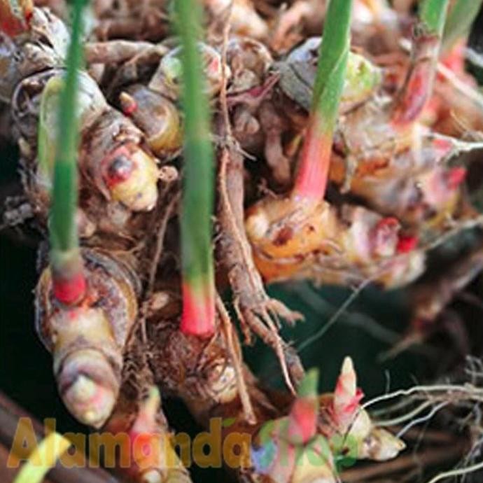 

Terlaris Bibit Jahe Merah Patrye 9316Lk