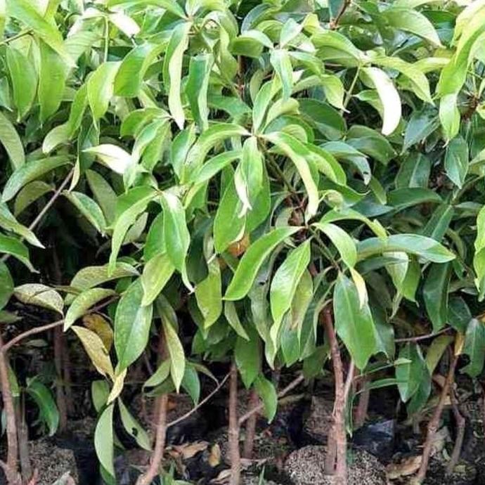 

Terlaris Bibit Tanaman Jambu Jamaika Atau Darsono Tinggi 1 Meter Okulasi Siap Berbunga