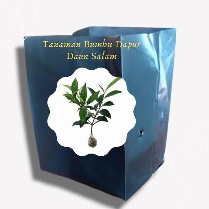 

Terlaris Polybag Hitam Untuk Bibit Daun Salam (Bumbu Dapur)