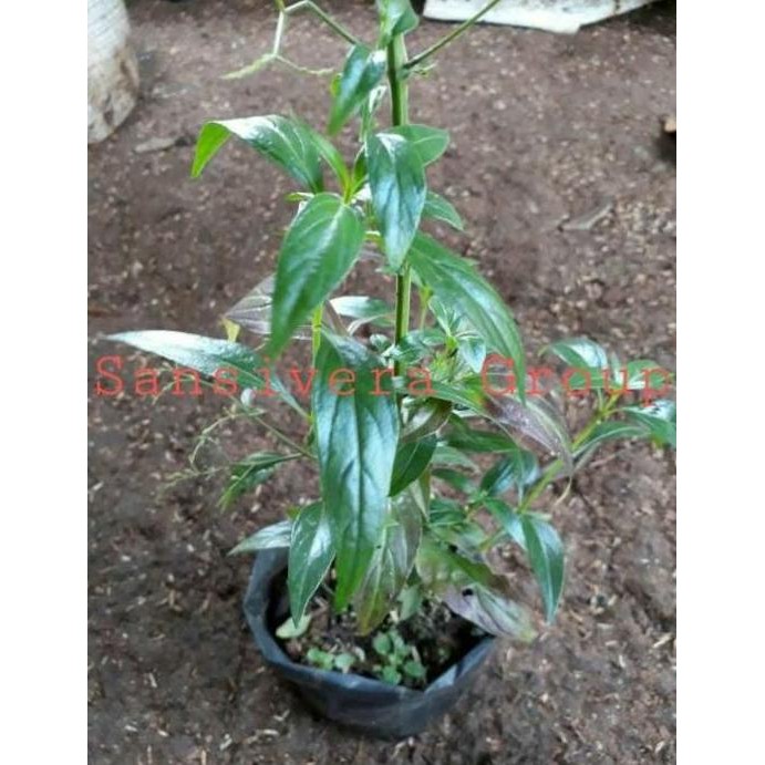 

Terlaris Tanaman Herbal Smbiloto Obat Diabetes / Andrographis Paniculata