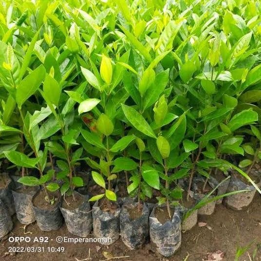 

Terlaris Benih Bibit Daun Salam Buat Masak