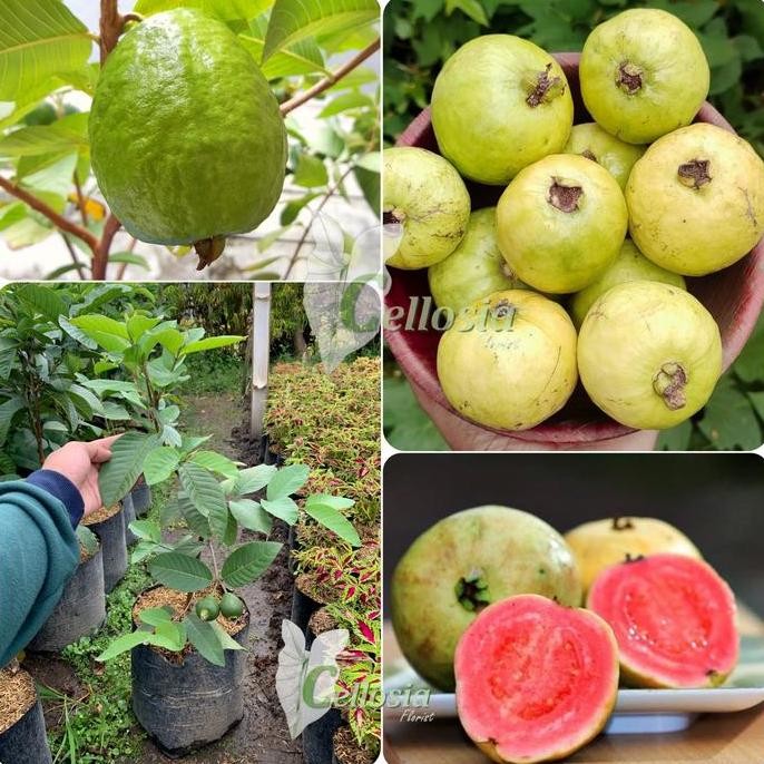 

Terlaris Bibit Tanaman Buah Jambu Bangkok Merah (Sudah Besar Dan Berbuah)