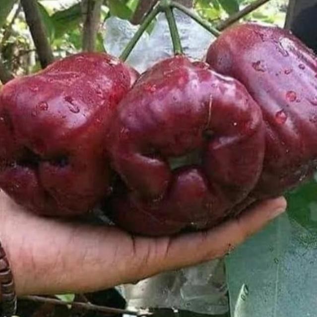 

Terlaris Bibit Jambu Air Dalhari