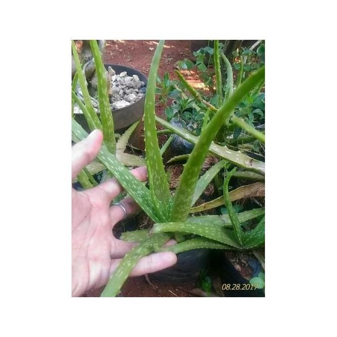 

Terlaris Tanaman Hias Herbal Lidah Buaya -Dbr