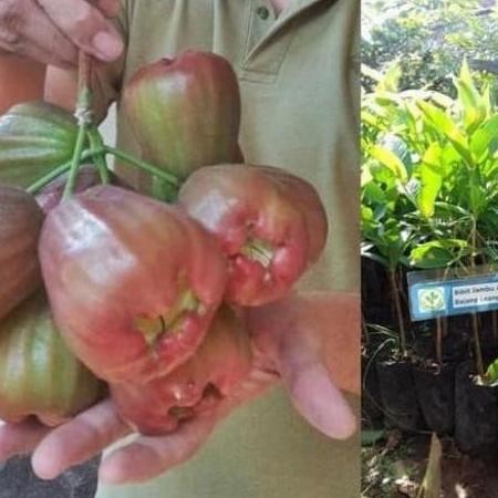 

Terlaris Bibit Jambu Air Bajang Leang