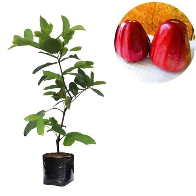 

Terlaris Bibit Jambu Air Dalhari