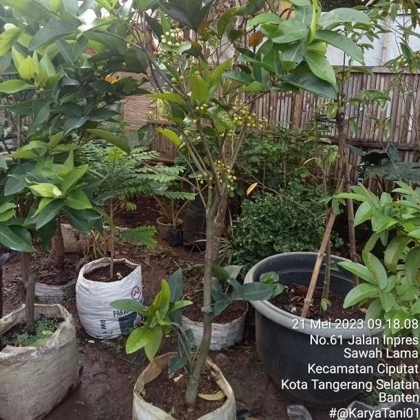 

Terlaris Pohon Jambu Air Kiojok Berbuah/Bibit Pohon Jambu Kiojok