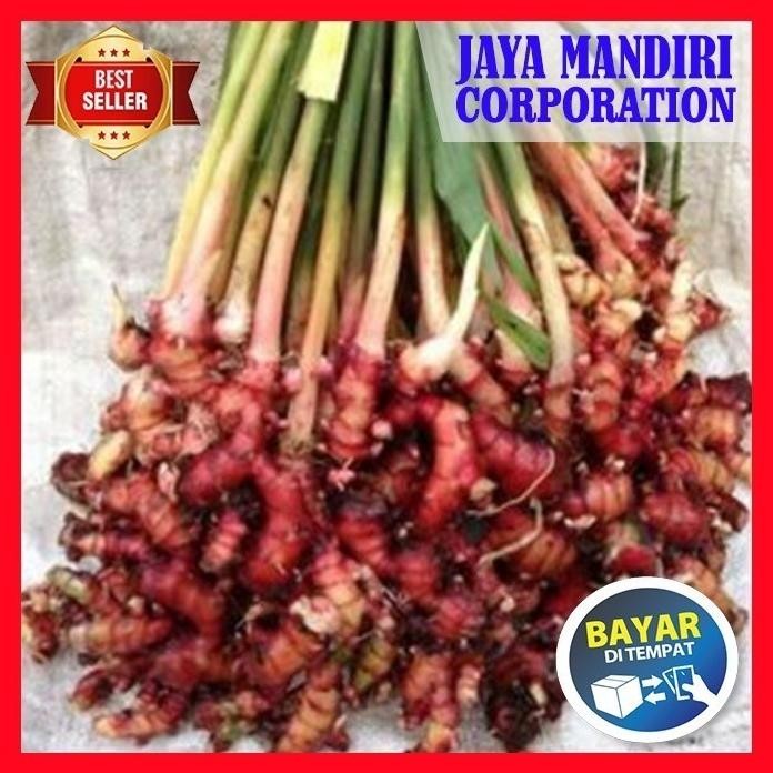 

Terlaris Bibit Tanaman Herbal Jahe Merah - Herbal Alami
